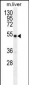 GDF6 Antibody (N-term)