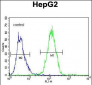 GFER Antibody (C-term)