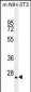 GFER Antibody (C-term)