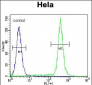 TBX6 Antibody (Center W158)