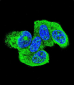 HRAS Antibody (C-term)