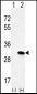 HRAS Antibody (C-term)