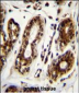 NCL Antibody (Center E443)