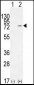 NCL Antibody (Center E443)