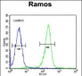 KNG1 Antibody (N-term)