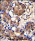 KNG1 Antibody (N-term)