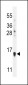 MART-1/Melan-A Antibody (Center)