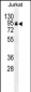 PAP Antibody (Center)
