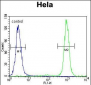 SSH3 Antibody (C-term)