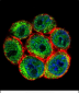 SSH3 Antibody (C-term)