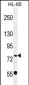 POU2F1 Antibody (Center)