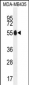 PAX1 Antibody (N-term)