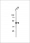 CREB1 Antibody (Center)