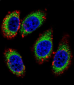 KHSRP Antibody (Center)