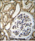 BRUNOL6 Antibody (N-term)