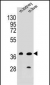 BRUNOL6 Antibody (N-term)
