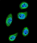 SMAD3 Antibody (S213)