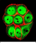 SMAD3 Antibody (S213)