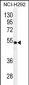 TRIM5  Antibody (C-term)