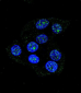 CCDC36 Antibody (C-term)