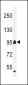 CCDC110 Antibody (C-term)