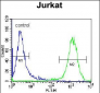 LRP12 Antibody (C-term)