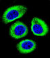 LRP12 Antibody (C-term)