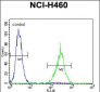 SOX1 Antibody (N-term)