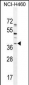 SOX1 Antibody (N-term)