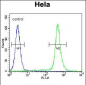 MIC1 Antibody (N-term)