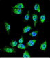 MIC1 Antibody (N-term)