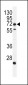 MIC1 Antibody (N-term)