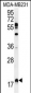 RHEB Antibody (C-term)