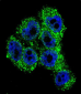 TRPM8 Antibody (Center)