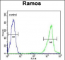 HMMR Antibody (C-term)