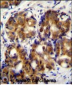 HMMR Antibody (C-term)