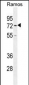 HMMR Antibody (C-term)