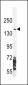 NOS2A Antibody (Center)