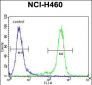 NBN Antibody (C-term)