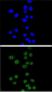 NBN Antibody (C-term)