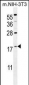 S100A4 Antibody (N-term)