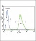 CMGA Antibody (C-term)