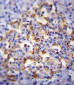 CMGA Antibody (C-term)