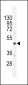 CMGA Antibody (C-term)