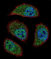 NIX Antibody (Center)