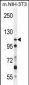 NUP107 Antibody (Center)