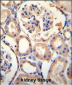 PURA Antibody (C-term)