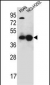 PURA Antibody (C-term)