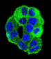 WDR27 Antibody (N-term)