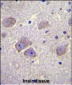 WDR27 Antibody (N-term)